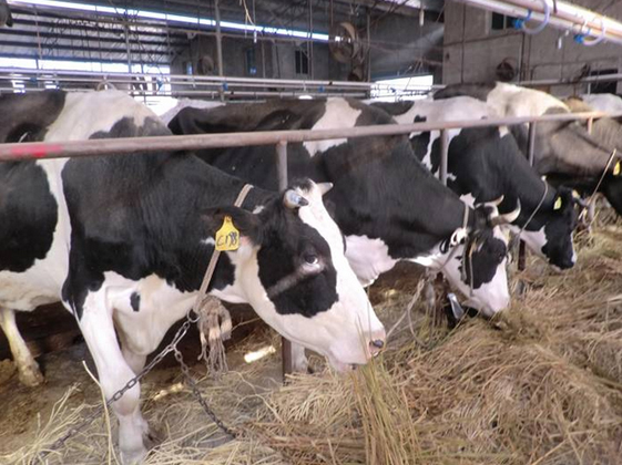 高产奶牛糖蜜浓缩料