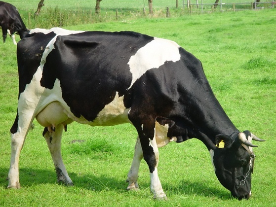 奶牛蛋白浓缩料