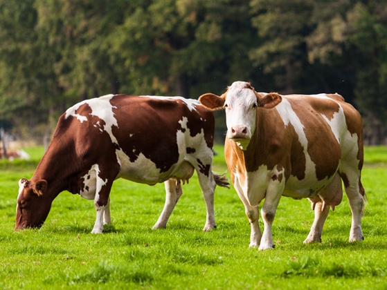 育肥牛浓缩料（育肥期）